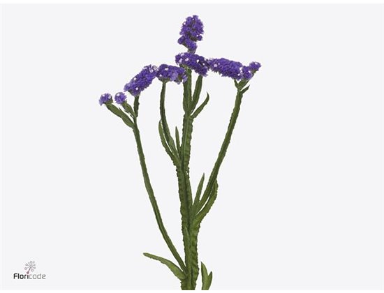 Limonium Misty Blue c1303