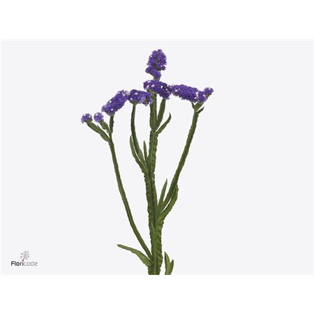 Limonium Misty Blue c1303