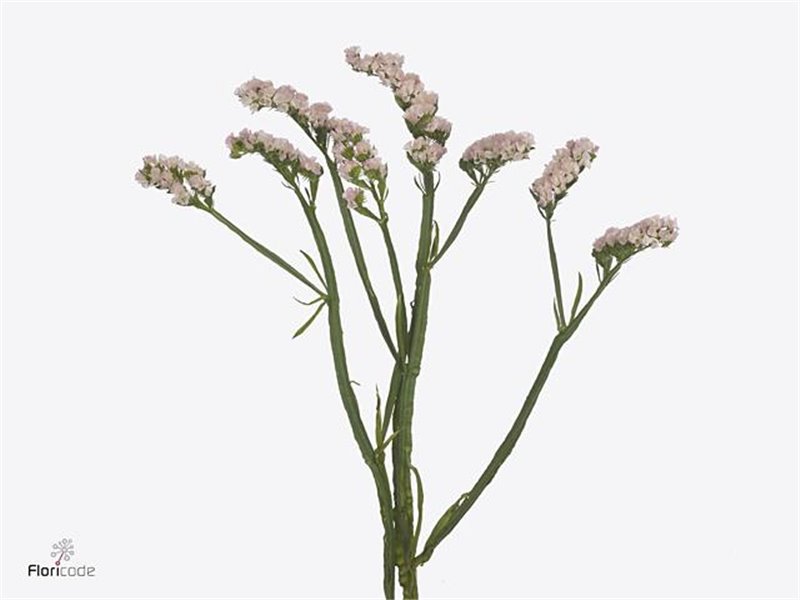 Limonium S Acqua Su Birds c1304