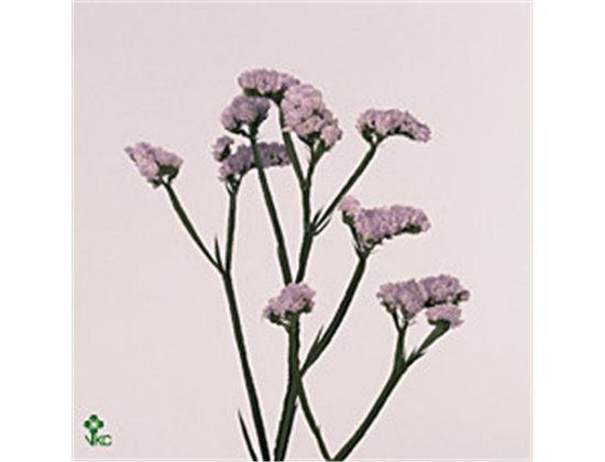 Limonium S Donau Birds c1306