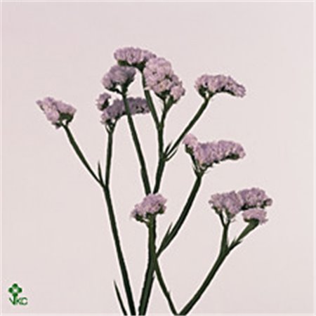 Limonium S Donau Birds c1306