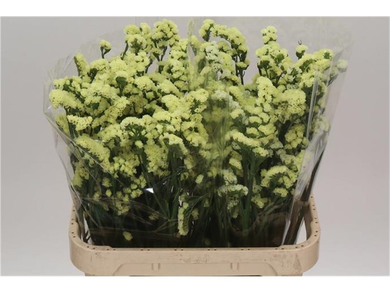 Limonium S Donau Birds c1307