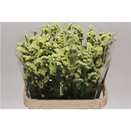 Limonium S Donau Birds c1307