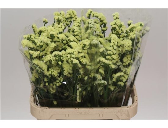 Limonium S Glossy Wings c1308