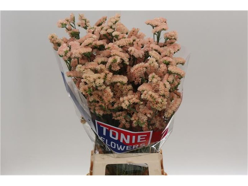 Limonium S Glow Sun Birds c1310