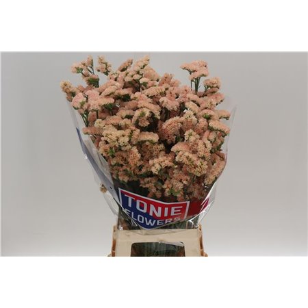 Limonium S Glow Sun Birds c1310