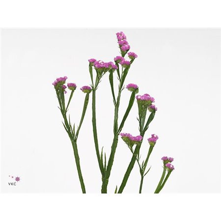 Limonium S Vrtnica Sun Birds c1312