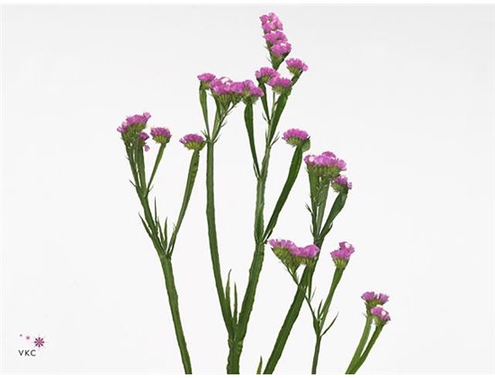 Limonium S Vrtnica Sun Birds c1313