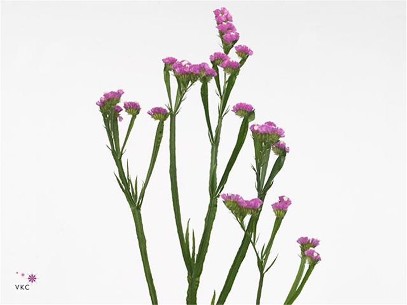 Limonium S Vrtnica Sun Birds c1313