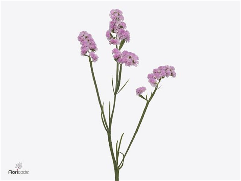 Limonium S Rosella Sun Birds c1314