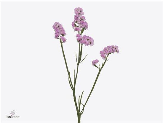 Limonium S Rosella Sun Birds c1315