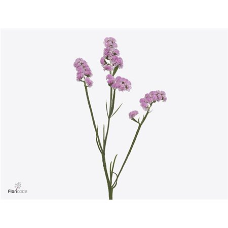 Limonium S Rosella Sun Birds c1315