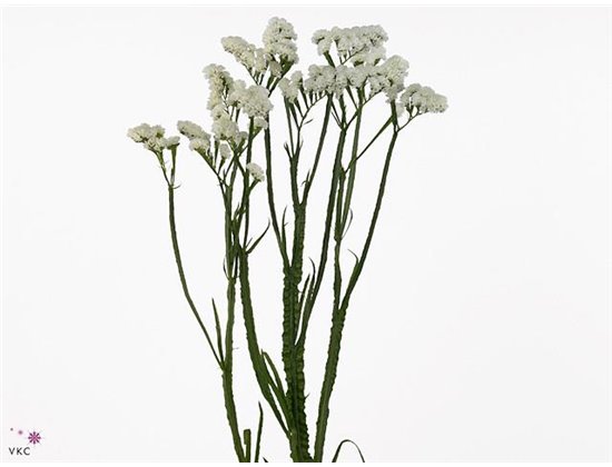 Limonium S Silv Sun Birds c1317