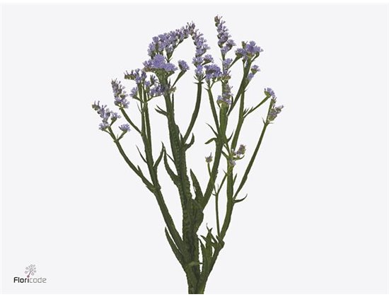 Limonium S Sky Wings c1318