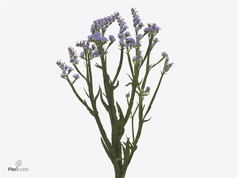 Limonium S Sky Wings c1318