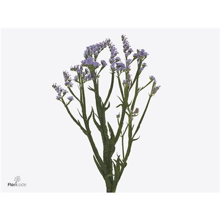 Limonium S Sky Wings c1318