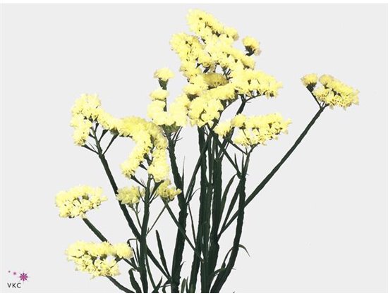 Limonium S Starlight Wi c1319