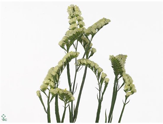 Limonium S Yellow Sun Birds c1320