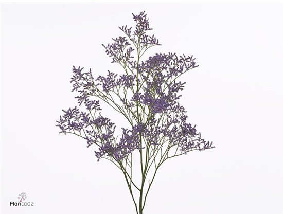 Limonium S Yellow Sun Birds c1321