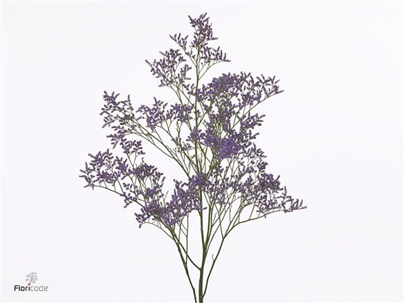 Limonium S Yellow Sun Birds c1321