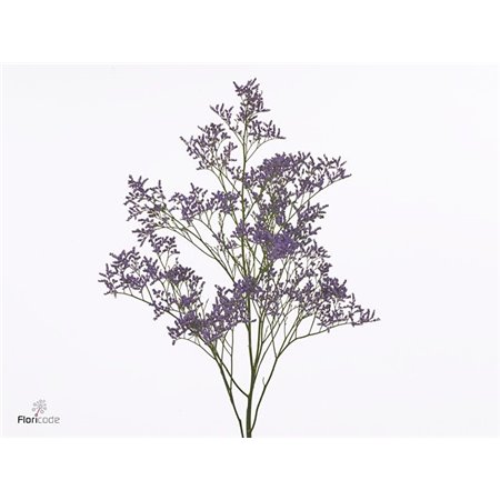 Limonium Saf Classic Blue c1323