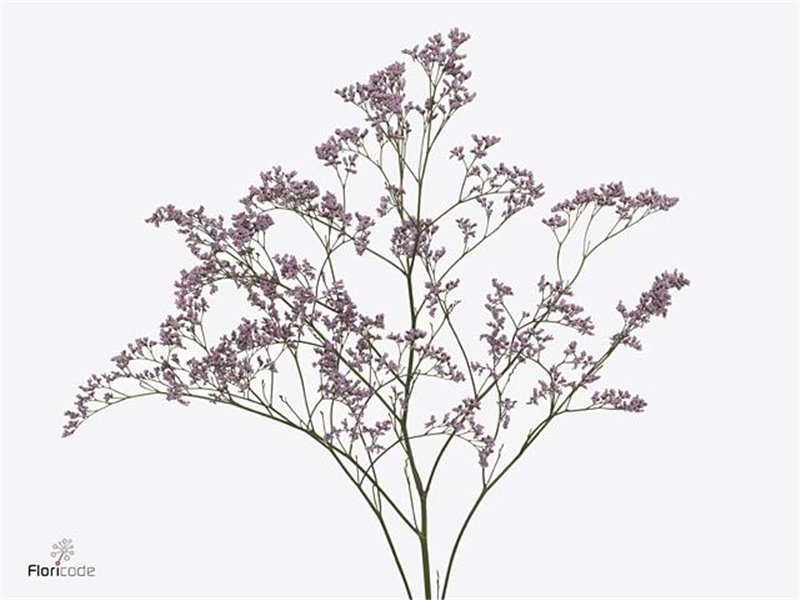 Limonium Saf Oshi Pink c1327