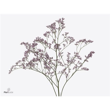 Limonium Saf Oshi Pink c1327
