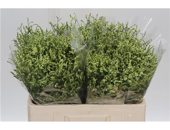 Limonium Sin China Lemon c1334