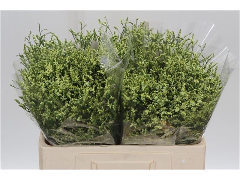 Limonium Sin China Lemon c1334
