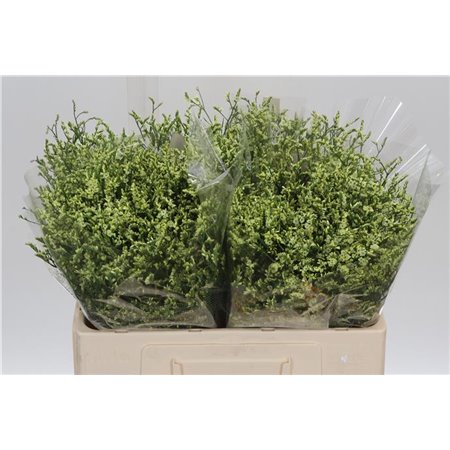 Limonium Sin China Lemon c1334