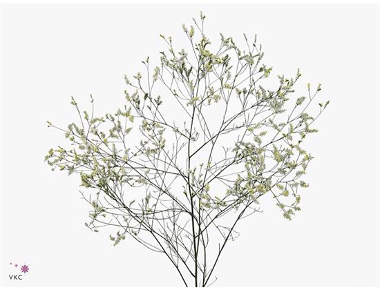 Limonium Sin Cool Diamond c1335