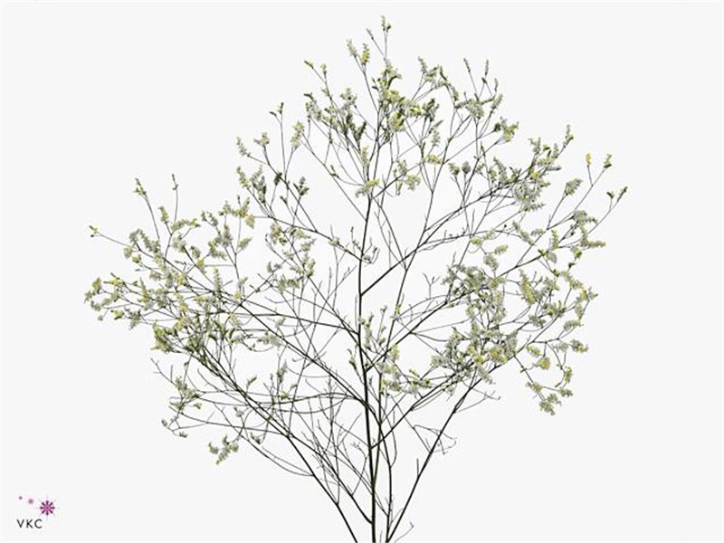 Limonium Sin Cool Diamond c1335