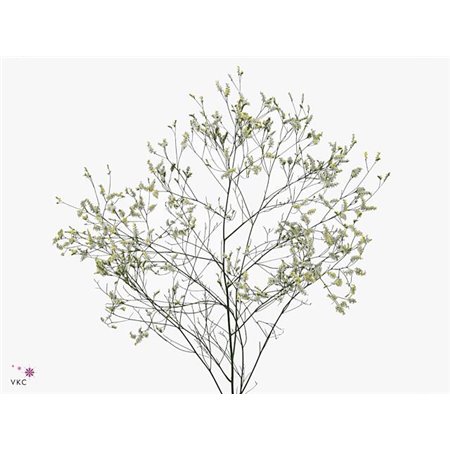 Limonium Sin Cool Diamond c1335