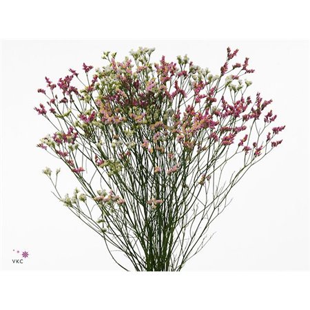 Limonium Sin Cool Diamond c1336