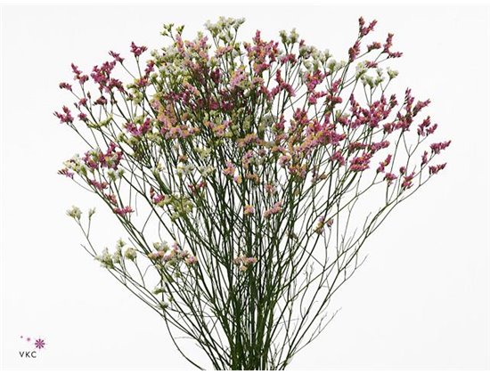 Limonium Sin Diamond Mixed c1337