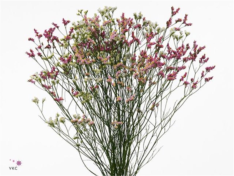 Limonium Sin Diamond Mixed c1337