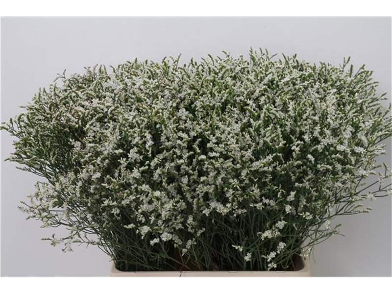 Limonium Sin Senecio Tip Top c1338