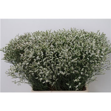 Limonium Sin Senecio Tip Top c1338