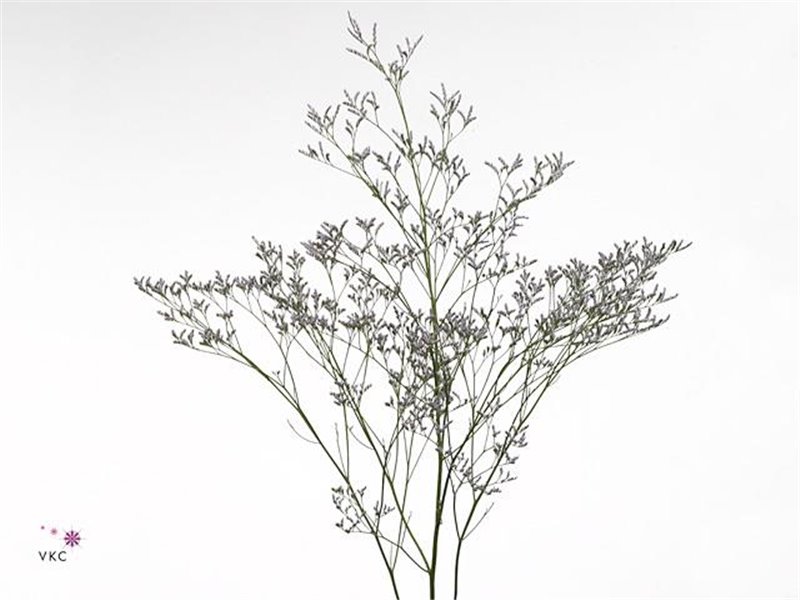 Limonium Skylight c1339