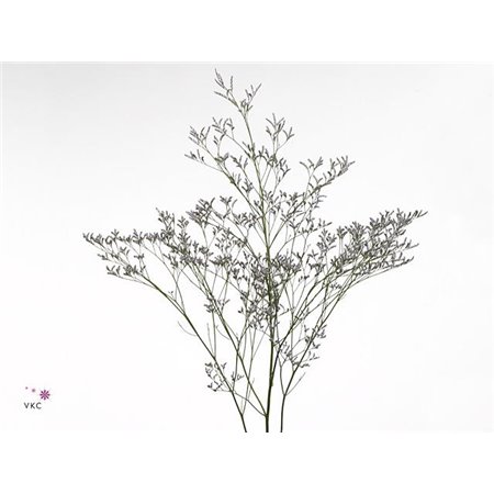 Limonium Skylight c1339