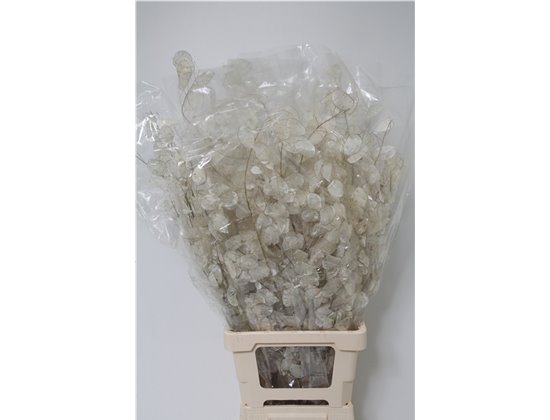 Limonium Skylight c1340