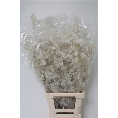 Limonium Skylight c1340