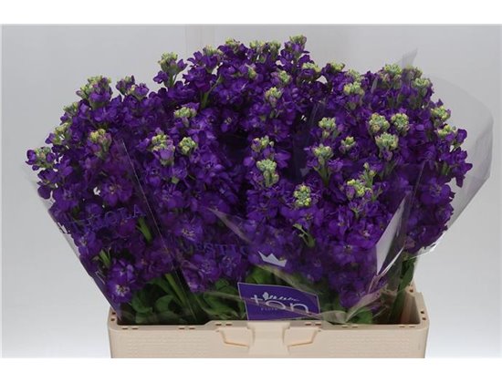 Matth. Impala Purple c1360