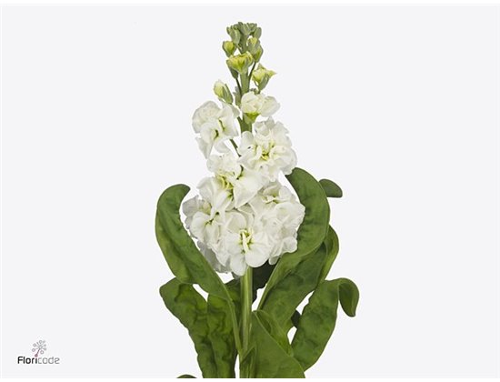 Matth. Stx White c1362