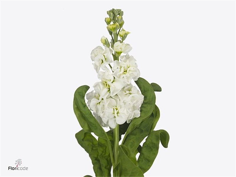 Matth. Stx White c1362