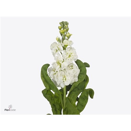 Matth. Stx White c1362