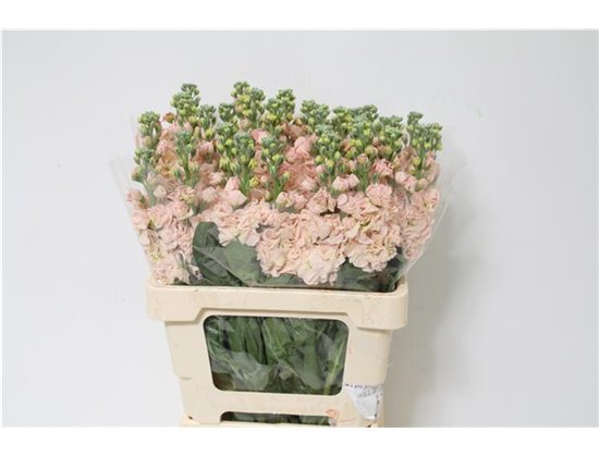 Matthiola Stocks Iron x30 Apricot c1363