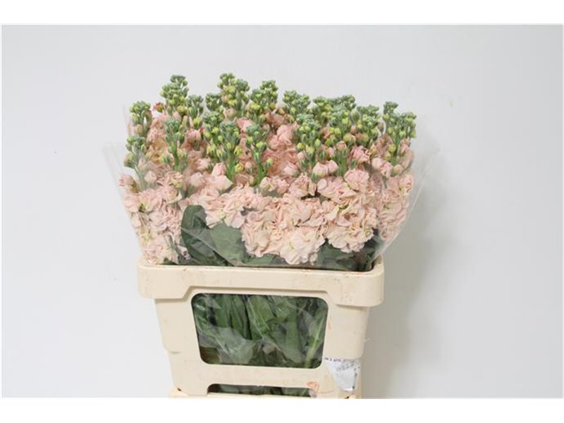 Matthiola Stocks Iron x30 Apricot c1363