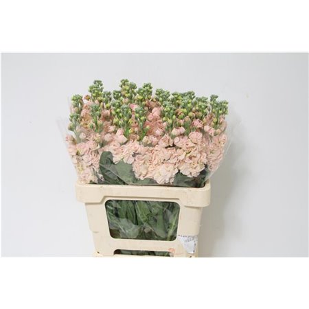 Matthiola Stocks Iron x30 Apricot c1363