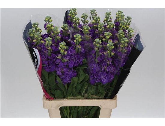 Matthiola Stocks Iron x30 Blue c1364